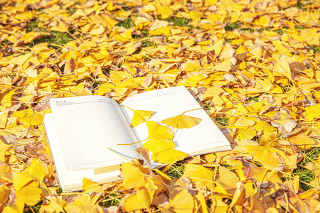 沈陽農業(yè)大學MPAcc分數(shù)線每年一樣嗎？