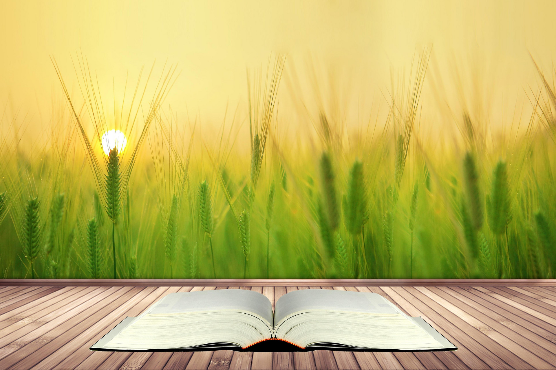 訴訟法學在職研究生