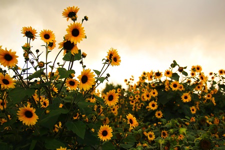 原來首都經濟貿易大學MPA是以這些人為招生對象的! 原來首都經濟貿易大學MPA是以這些人為招生對象的!